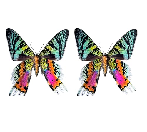 2 Real Sunset Moth Butterfly Insects Specimen Taxidermy Animal Preserved Dead Dried Shadow Box Entomology Display Gothic Decoration Artwork Oddities Gift Craft Wall Decor Home UM-16