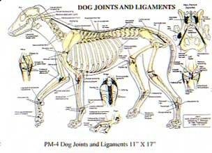 PetMassage 4 Dog Joints and Ligaments Chart