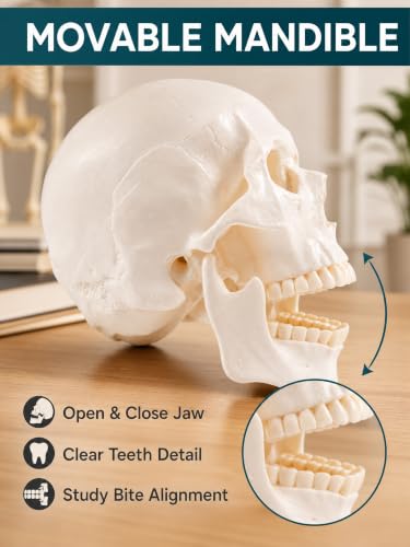 Image of Human Skull Model for Anatomy, Life-Size Anatomically Correct Skull with Magnetic Assembly, 3-Part Detachable Realistic Skull for Medical Students, Artists, Classroom Teaching Display