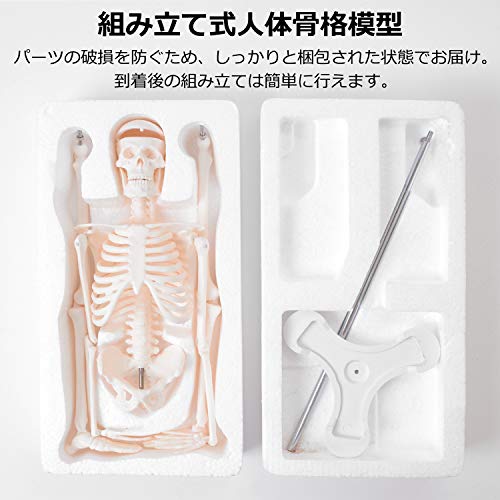 Amazon Co Jp 人体 模型 45 高品質 教材にも使える精巧さ 骨格模型 骨格標本 骨模型 合計7ヶ所の可動部位あり 複雑な姿勢も可能 骨 標本 人体 45 1 4 モデル オシャレな台座付き 部屋のアクセントにも使える 骨 骨格 骸骨 模型 人体 デッサン 人形