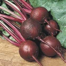 Beet Ruby Queen Great Heirloom Vegetable Seeds by Seed Kingdom Bulk 1 Lb Seeds