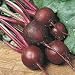 Beet Ruby Queen Great Heirloom Vegetable Seeds By Seed Kingdom BULK 10,000 Seeds