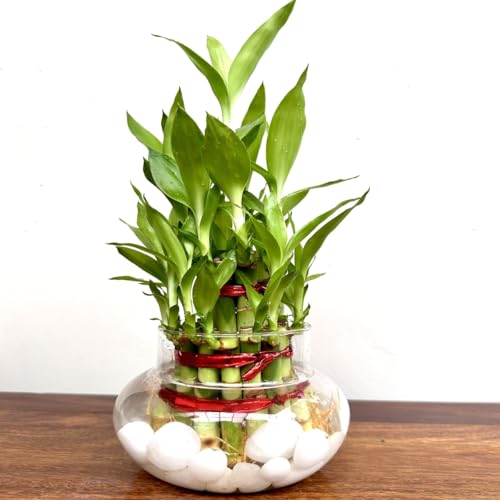 PlantsMart Two Layer Lucky Bamboo with Glass Pot - Image 2