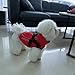 PcEoTllar Wasserdichter Hundemantel für kleine Hunde, warme reflektierende Jacke mit Geschirr für den Winter, Ski-Kostüm, Baumwolle, Hundepullover