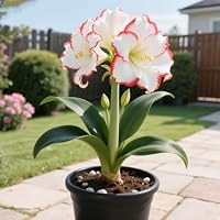 Bulbi Di Amaryllis Misti – Resistenti Al Freddo E Alla Siccità, Fioriscono In 4-6 Settimane, Per Giardino E Balcone