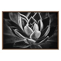 SIGNWIN Framed Canvas Wall Art Detail of Miniature Plant Botanical Succulent Photography Minimalism Contemporary Closeup Dramatic Black and White for Living Room, Bedroom, Office - 16