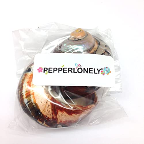 Image of PEPPERLONELY 2 PC Hermit Crab Shells, Turbo Shells, African Sarmaticus Turbo Shell, 2 Inch~ 2-1 /4 Inch