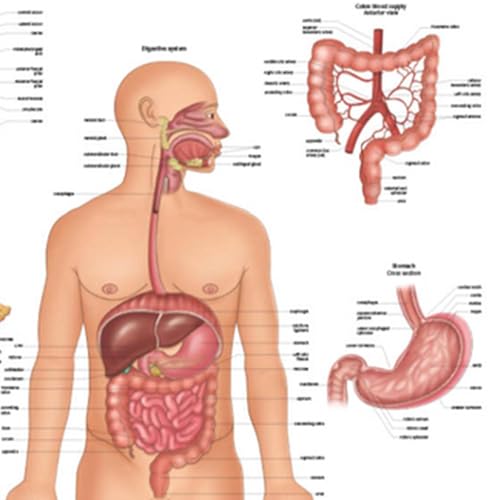 Image of Anatomy Lab Human Digestive System Anatomy Poster, LAMINATED, Anatomy and Physiology, 17.3 x 22.5 Inches, Body System Diagram, Anatomical Chart for Education Learning and Students | Laminated Anatomical Chart for Education and Learning, 17.3 x 22.5 Inches