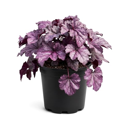Live Heuchera (Coral Bells) – Shades of Purple – Beautiful Shade Perennial – Healthy Spring Plant – 10' Tall by 6' Wide in 2 Qt Pot