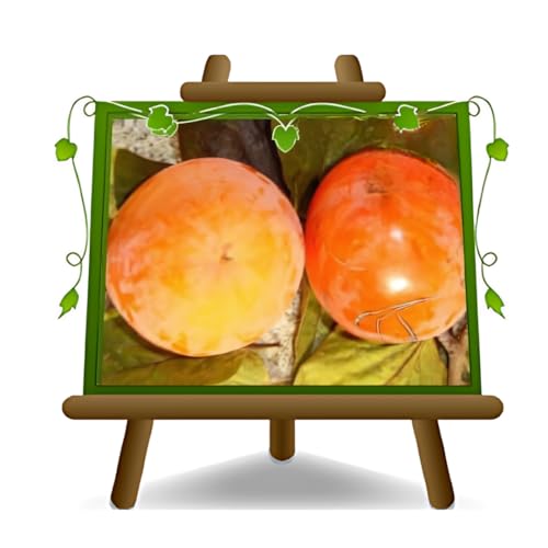 caqui tipo árbol caqui - plantas frutales antiguas en maceta solla - árbol max 200 cm – 4 años cultivo Italia