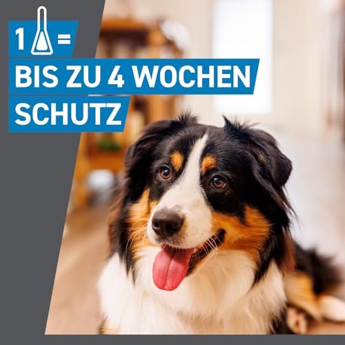 FRONTLINE Spot ON Hund M gegen Zecken, Flöhe & Haarlinge (10 bis 20 kg) - 6X Pipetten für bis zu 6 Monate Schutz - wasserfest