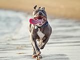 staffordshire bull terrier saillie 【Convient pour plus de scènes】: Puzzles de famille, puzzles d'amis, puzzles de vacances, adaptés à la famille pour passer du temps de qualité ensemble, adaptés aux amis pour renforcer l'amitié, le cadeau parfait pour les vacances.