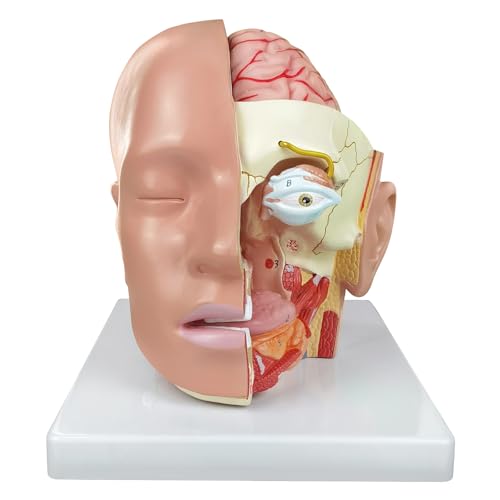 Modèle d'artère cervicale AMITD de haute précision pour écoles médicales - 8
