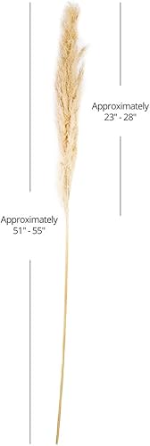 Miniatura 9 de Koyal Wholesale Plumas decorativas de hierba de las pampas secas reales, 28-32 pulgadas, color crema natural, a granel de 96 piezas de tallos de