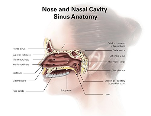 Digital illustration of nose and nasal sinus anatomy (no labels)
