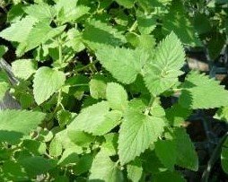 Catnip Live Herb Plant Catnip Live Herb Plant