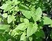 Catnip Live Herb Plant