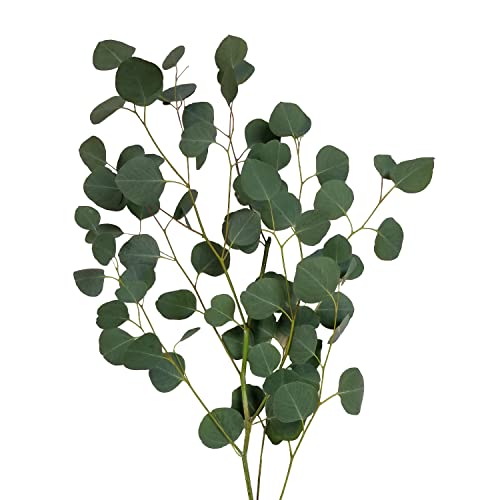Farm Fresh Natural Silver Dollar Eucalyptus - 40 Stems #TOP4