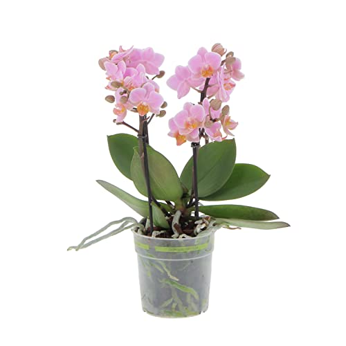 kentis - orchidea vera pianta rara - phalaenopsis boquetto rosa - piante da interno fiorite purifica aria - vaso Ø 12 cm