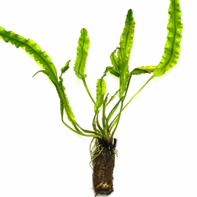 Aquarium live plant bulbs pack of 5 Amazon.in Pet Supplies