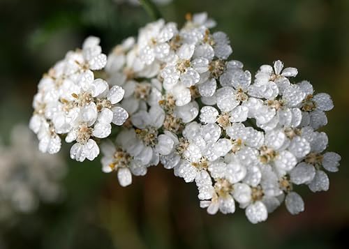 Yarrow Flowers - Ingredients: 100% Yarrow Flowers (Achillea Millefolium) - All Natural Ayurveda Herb - Net Weight: 1.05oz / 30g