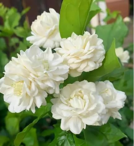 VGR Gardens - Mogra / 7 Round Jasmine live plant | Indoor & Outdoor Plant | Arabian Jasmine | Royal White Jasmine (4 Inch black) (B0CZTJX34K) Amazon Price History, Amazon Price Tracker