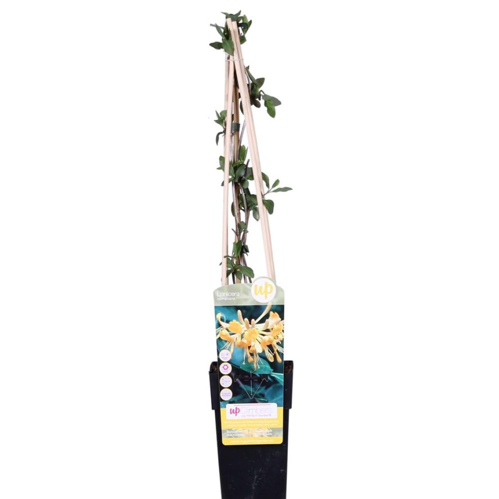 Lonicera x Tellmanniana - Evergreen Honeysuckle with Fragrant Yellow-Orange Blooms, Vigorous Growth for Trellises and Arbors, Supplied in 1X 1.7 Litre Pot by Thompson and Morgan