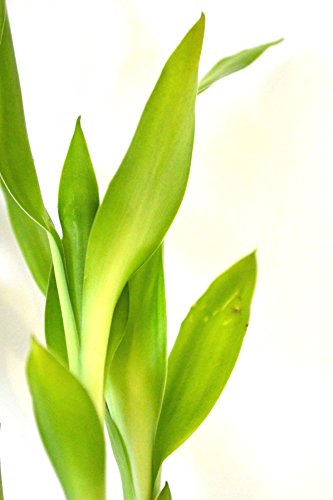 9Greenbox Lucky Bamboo - 5 Style thumb #4