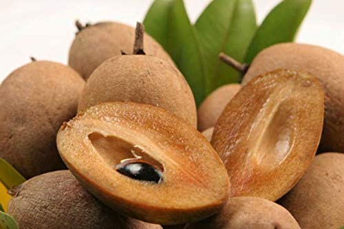 Creative Farmer Live Exotic Fruit Plant Sapota Chikoo Zapote Chico Highly Ornamental Plants for Home Garden Plant(1 Healthy Live Plant)