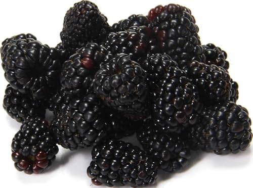 Organic Blackberries, 6 oz