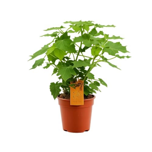 Zimmerlinde 40 cm - Sparmannia africana - Pflegeleichte Zimmerpflanze für gesundes Raumklima -...