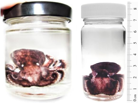 BicBugs Octopus Pink Purple Preserved Wet Specimen in Vial SM or XL (Small)