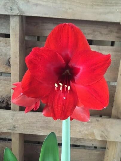 Red Lion Amaryllis para decorar tu hogar en Navidad 4