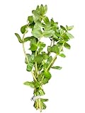Bacopa caroliniana Easy Freshwater Live Aquarium Plant (8 Stems)