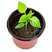 DOITOOL 100 Piezas Macetas de plástico de 9 cm para Plantas pequeña...
