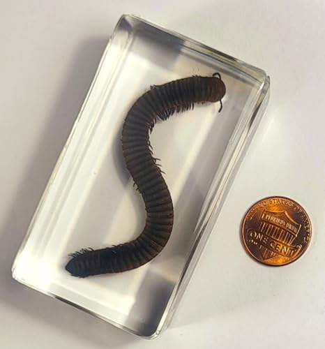 Image of 2.9 inch Real Millipede in Crystal Clear Lucite Resin Specimen Preserved Animal Insect Bug Taxidermy Crafts Collection for Biology Science Education & Desk Ornament Display Supplies Paperweight