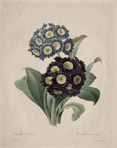 Art Mural Primula auricula de Pierre Redouté pour salon moderne