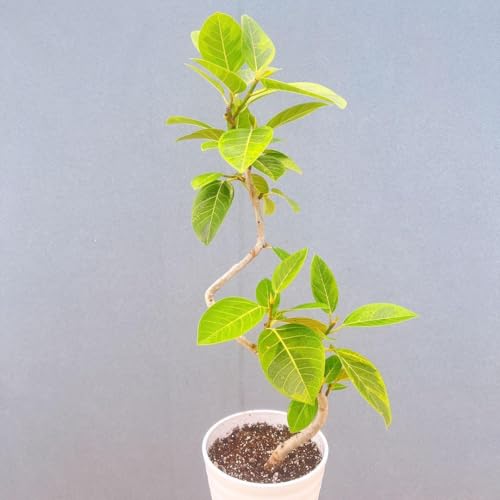 フィカス アルテシマ 観葉植物」の人気商品一覧 | 安い商品を通販