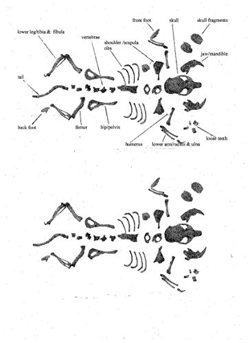 image for PelletPeople Pellets Barn Owl Pellets, Large (Pack of 10) with 10 Forc