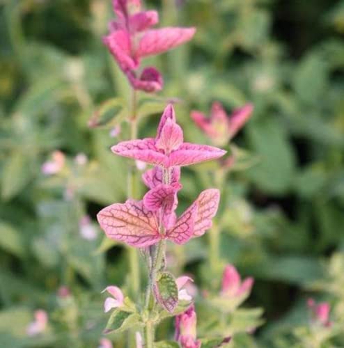 Chuxay Garden 50 Seeds Salvia Horminum Pink Sunday Seed,Annual Sage,Salvia Viridis,Annual Clary Lovely Pink Flowers Hardy Herb Plant Great For Garden #TOP29