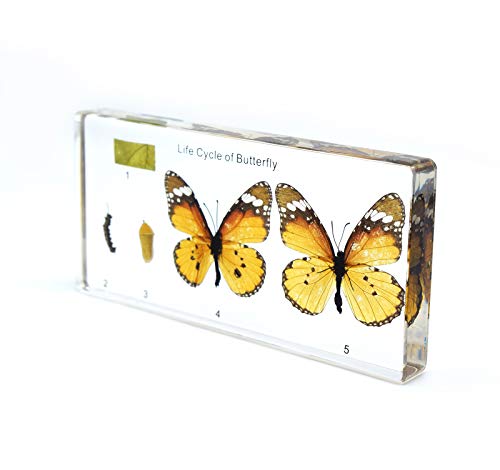 Image of Lifecycle of a Butterfly in Resin Block Paperweight Paperweights Science Classroom Specimens for Science Education