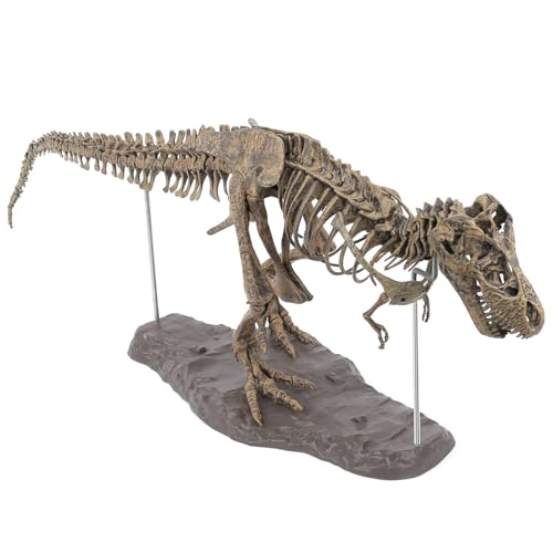 Squelette de dinosaure T-Rex 3D en PVC pour collectionneur
