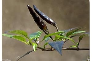 Vietnamese Devil Pepper: Black, Small, Hot, Rare