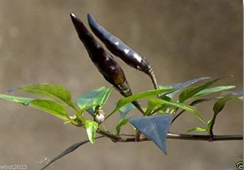 Pimienta del diablo vietnamita - Pequeño, Negro (25 semillas) Super Caliente,Muy raro,