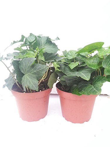 Two Baltic English Ivy Plant Hardy Groundcover 4" Pot/ From Jmbamboo #TOP2