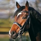 sprenger pony kandare mit Kandaren- und Trensenzügel