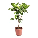 Ficus Lyrata - Higo de hoja de violín (110 cm, maceta de 30 cm)
