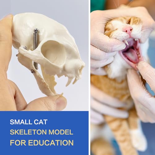 Squelette de chat pour étude médicale moulage anatomique félin de 8,25"