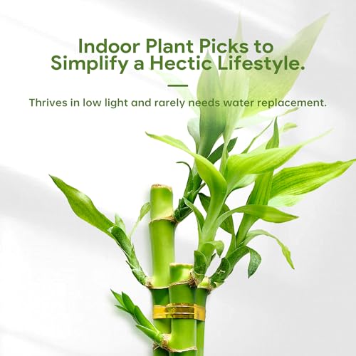 3 Stalks Lucky Bamboo Plants Indoor Live - Multi-Height Set (2x4 & 1x6) for Good Luck & Prosperity - Easy Care Houseplant, Home Office Decor Gift Ready - Thumbnail 4