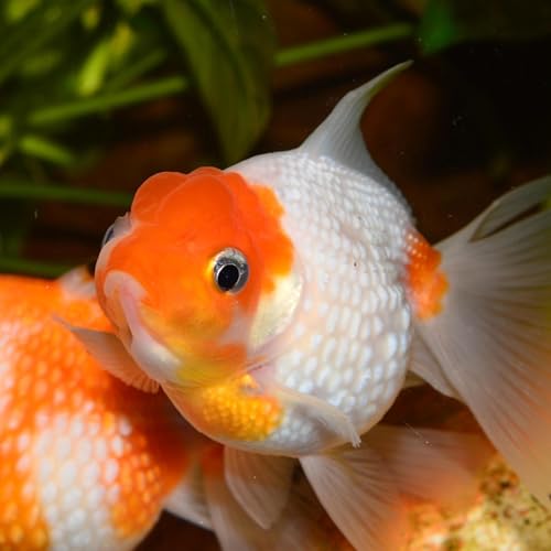 203坂口安吾「明日は天気になれ（ささやかな愉しみ、楽天国の風俗、二番目は酒、目的を失った脱獄囚、池の金魚との戦い）」